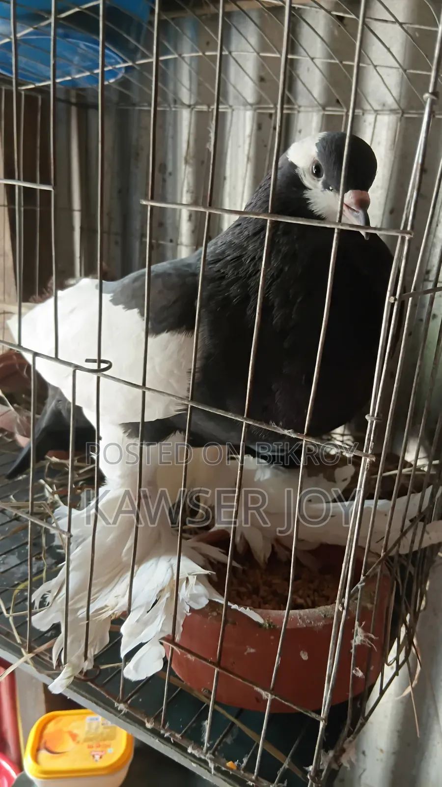খুব ভালো মানের একজোড়া কোটাল এবং যত বিন কবুতর বাচ্চা নিয়ে বসে আছে,