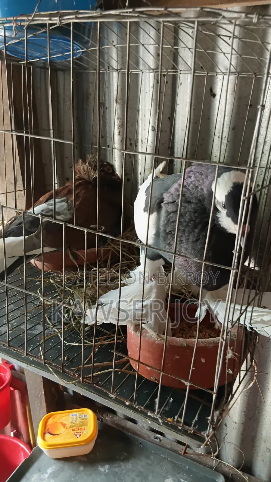 খুব ভালো মানের একজোড়া কোটাল এবং যত বিন কবুতর বাচ্চা নিয়ে বসে আছে,