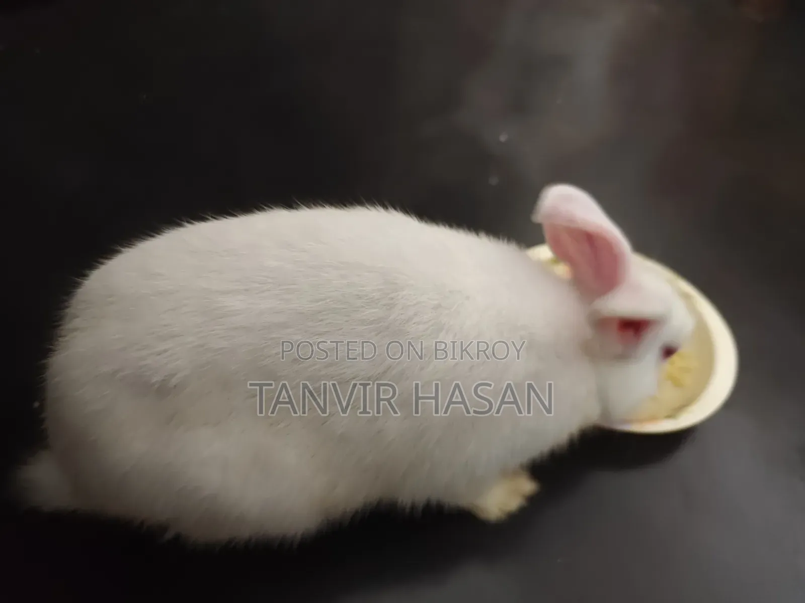 খরগোশ বিক্রি হবে (ছেলে)