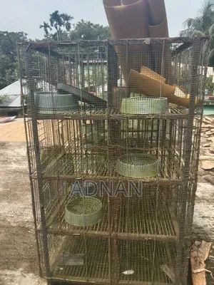 ২৪ জোড়া কবুতরের একটি লোহার খাঁচা বিক্রি করা হবে।