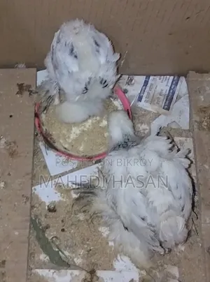 কলম্বিয়ান লাইট ব্রাহমা