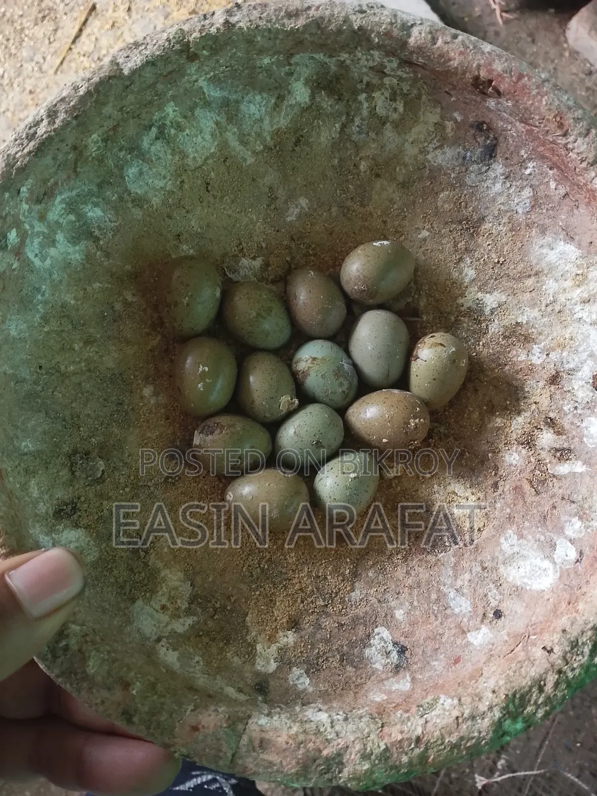 Classic King Quail Hatching Eggs