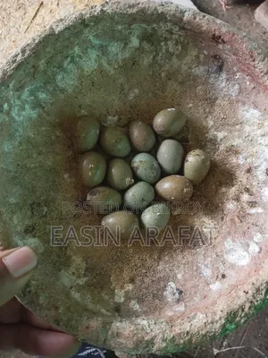 Classic King Quail Hatching Eggs