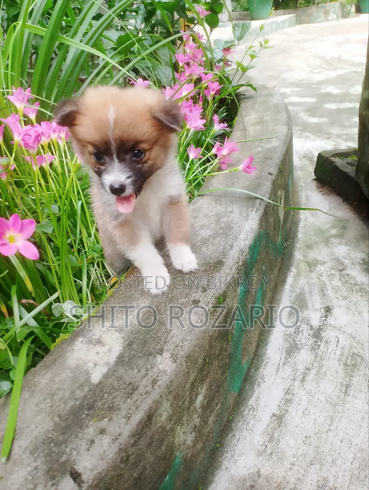 0-1 Month Male Purebred Japanese Spitz