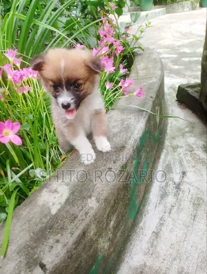 0-1 Month Male Purebred Japanese Spitz