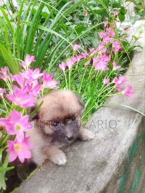 0-1 Month Male Purebred Japanese Spitz