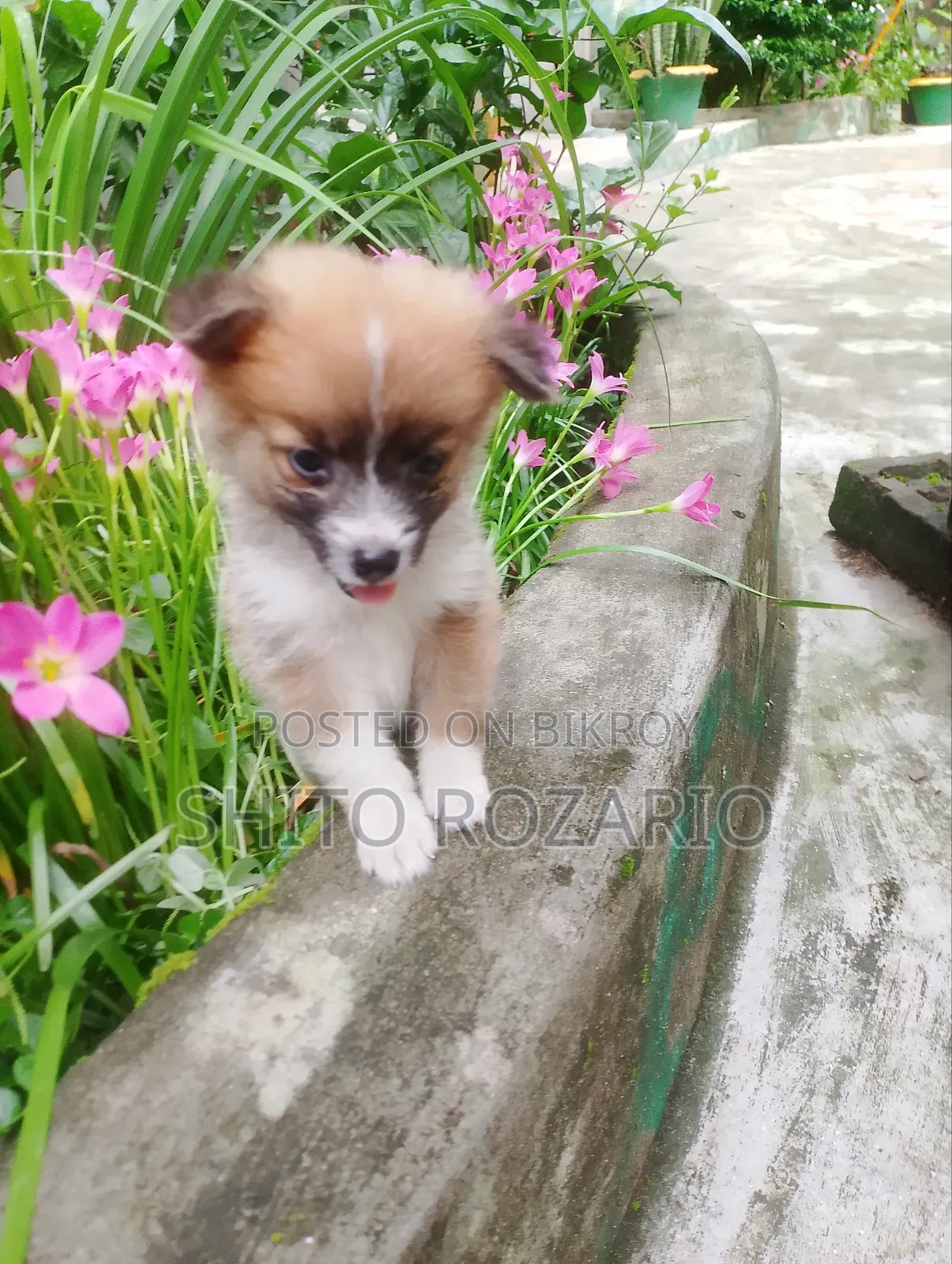 0-1 Month Male Purebred Japanese Spitz