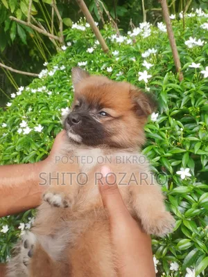 0-1 Month Male Purebred Japanese Spitz