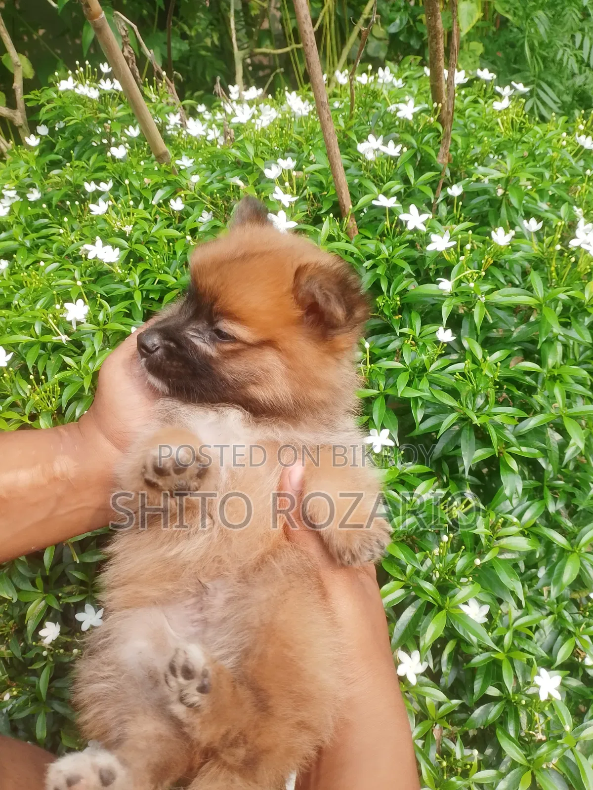 0-1 Month Male Purebred Japanese Spitz