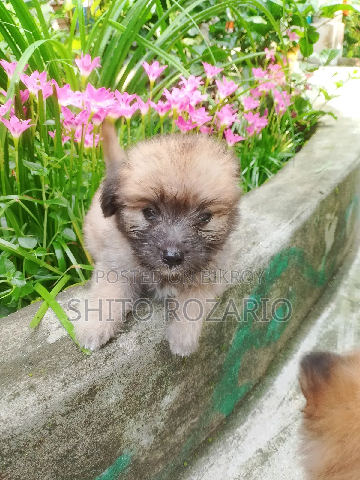 0-1 Month Male Purebred Lhasa Apso