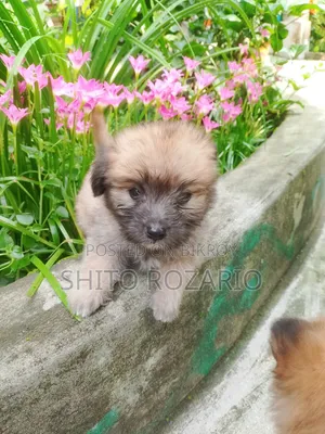 0-1 Month Male Purebred Lhasa Apso