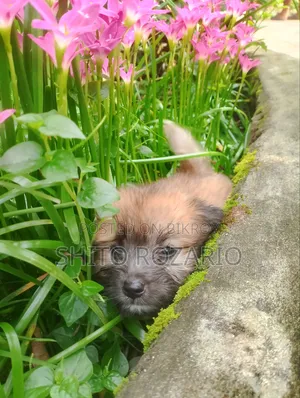 0-1 Month Male Purebred Lhasa Apso