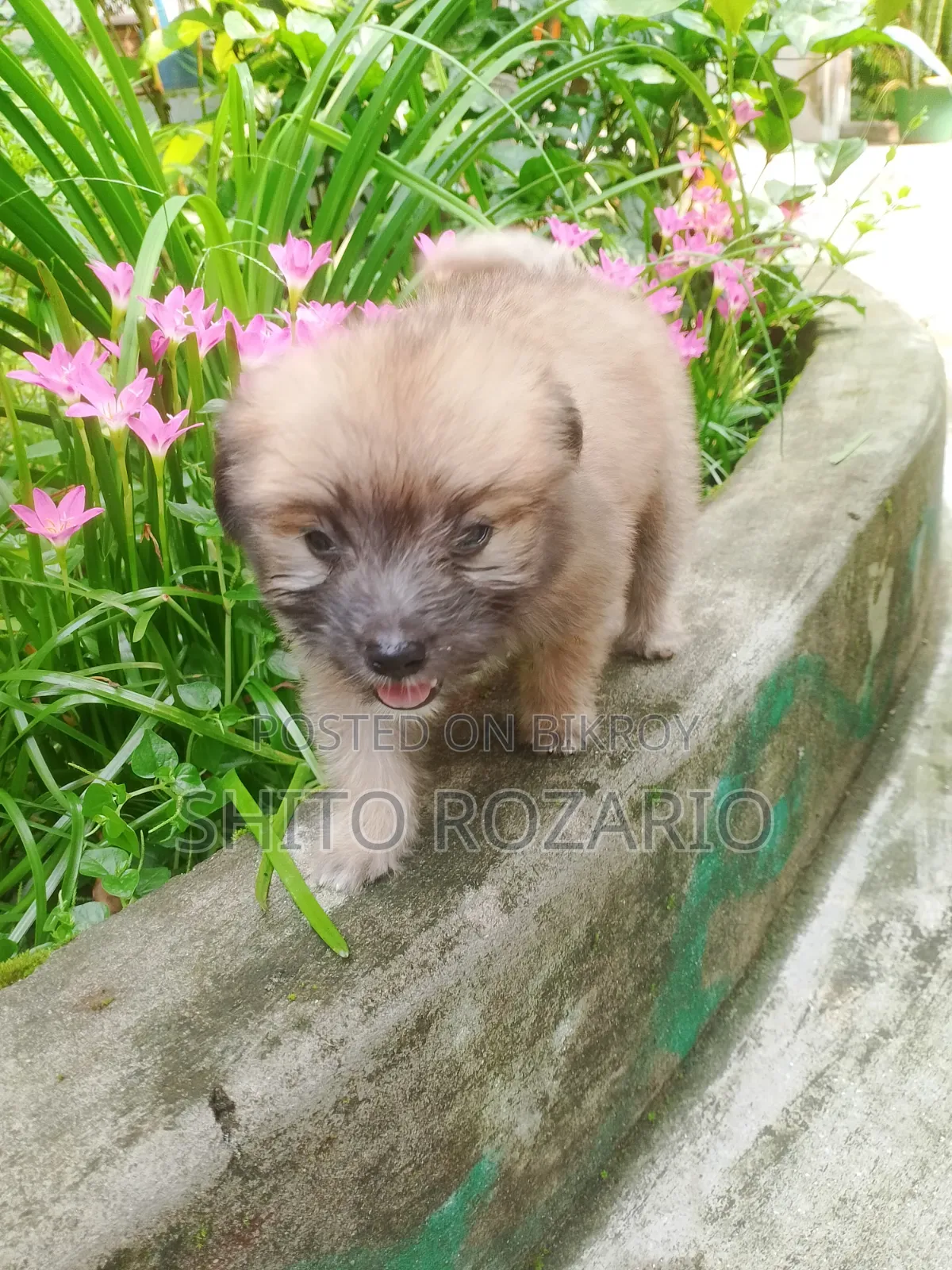 0-1 Month Male Purebred Lhasa Apso