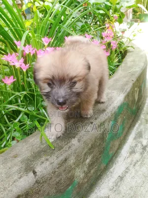 0-1 Month Male Purebred Lhasa Apso