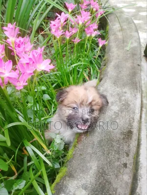0-1 Month Male Purebred Lhasa Apso