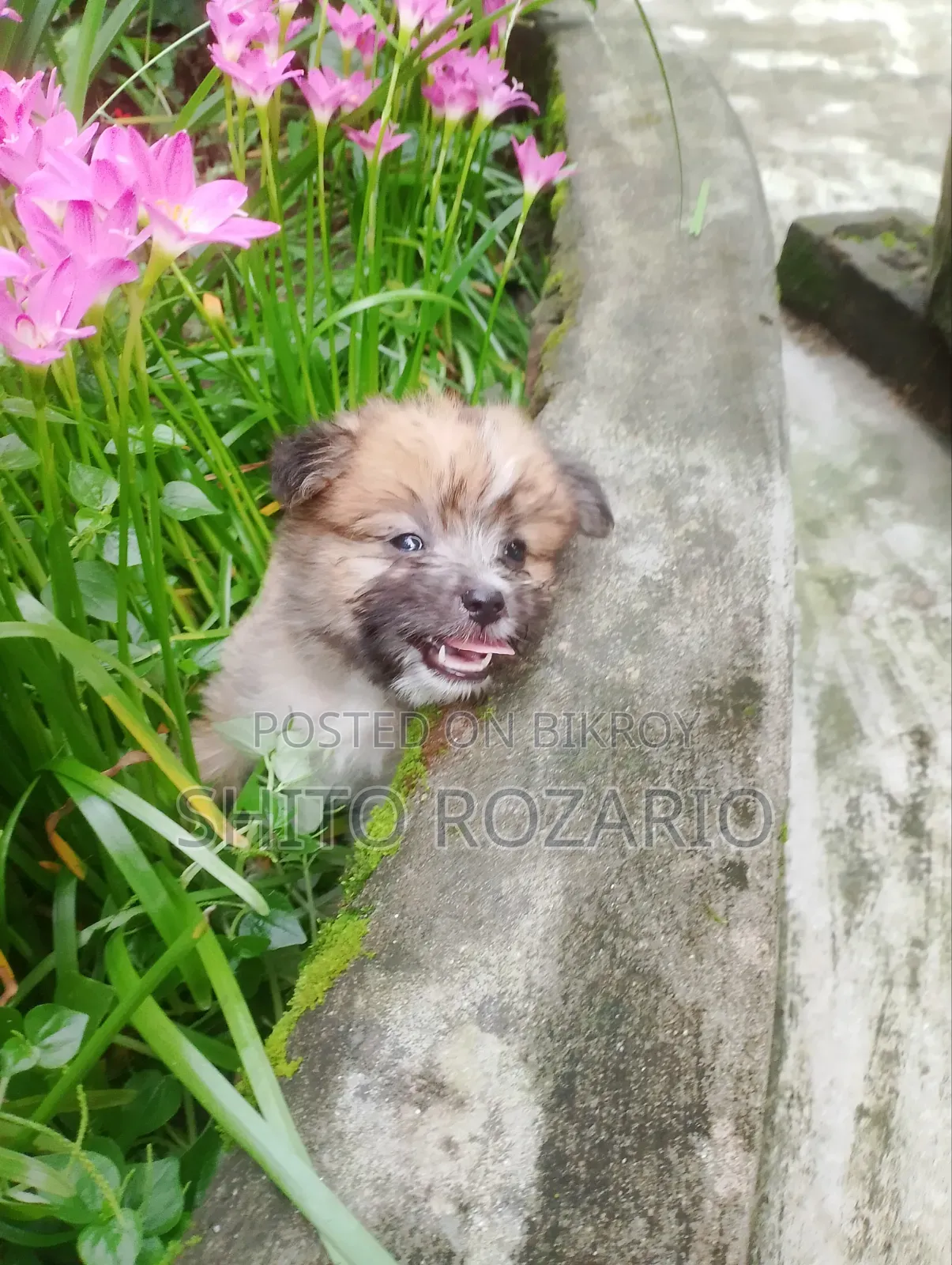 0-1 Month Male Purebred Lhasa Apso