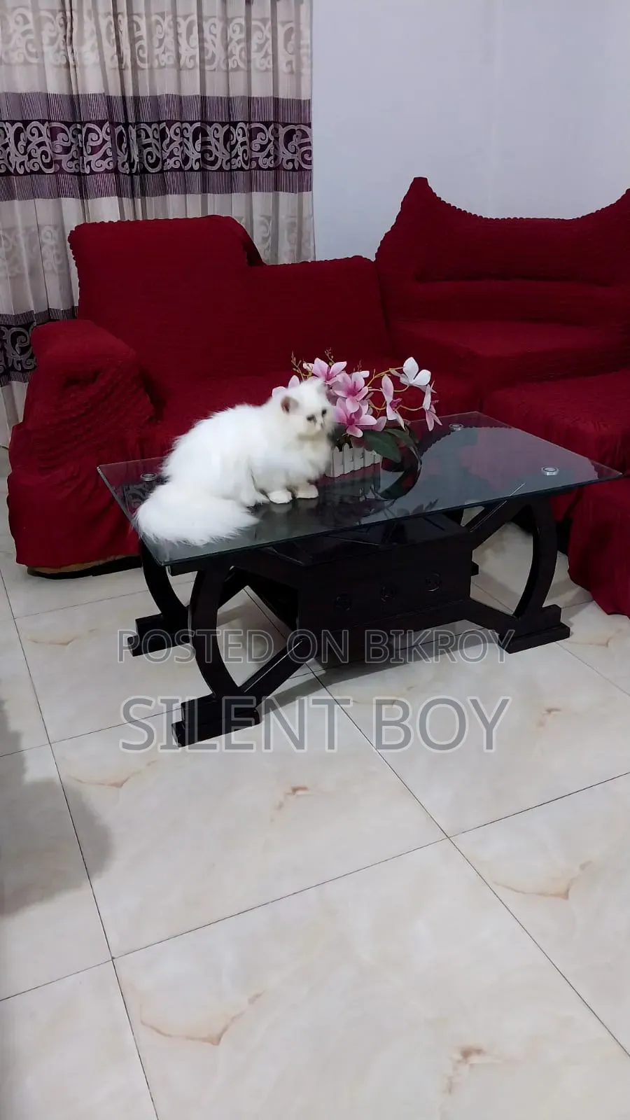 6-12 Months Female Purebred Persian