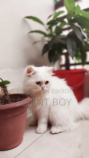 6-12 Months Female Purebred Persian