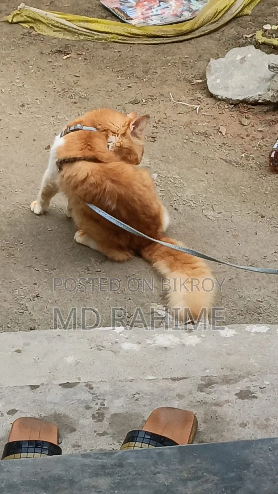 6-12 Months Male Purebred Persian