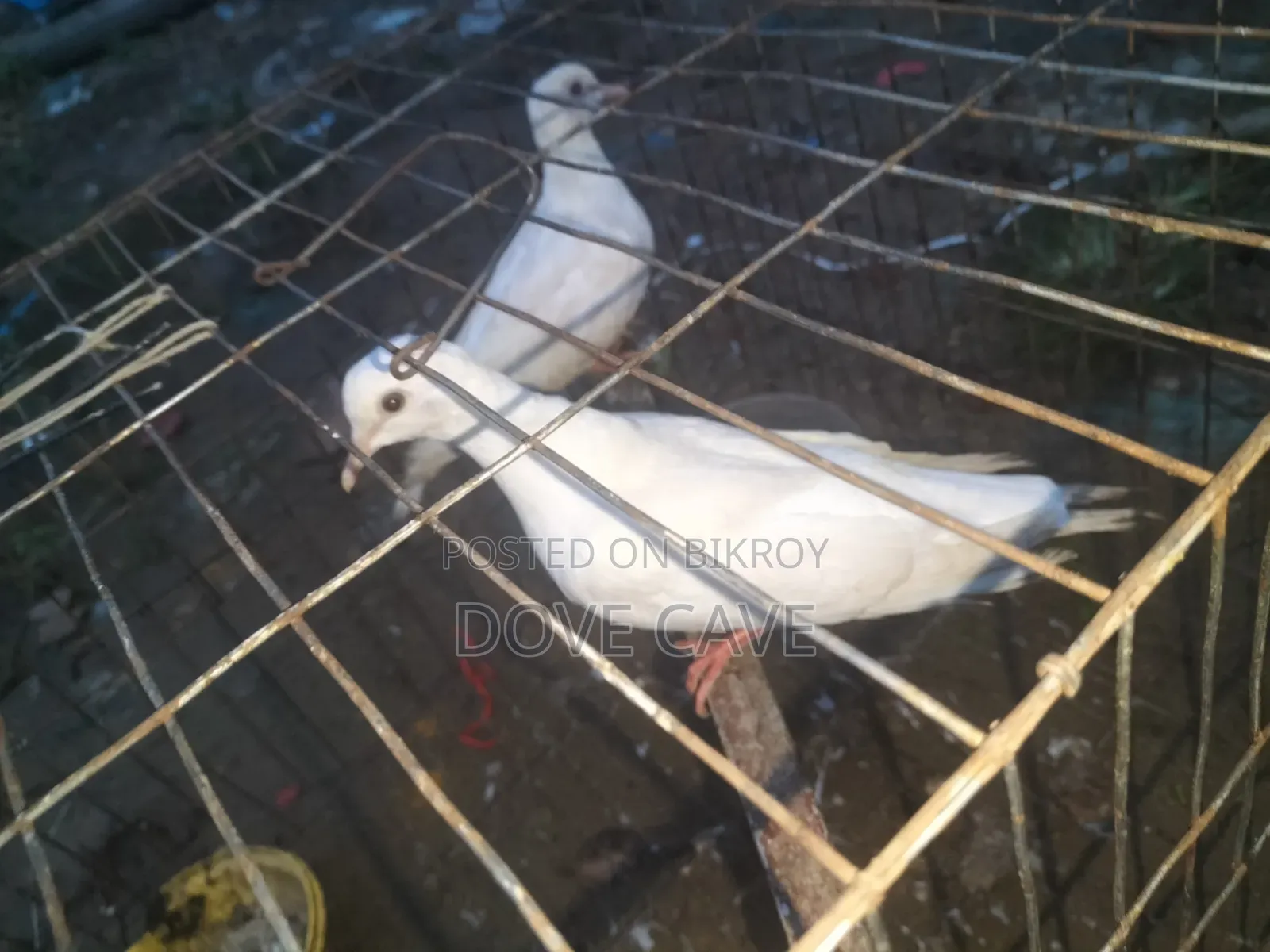 Australian white dove bird for sale