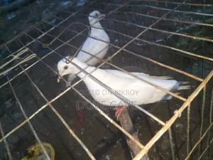 কম দামে ঘুঘু পাখি