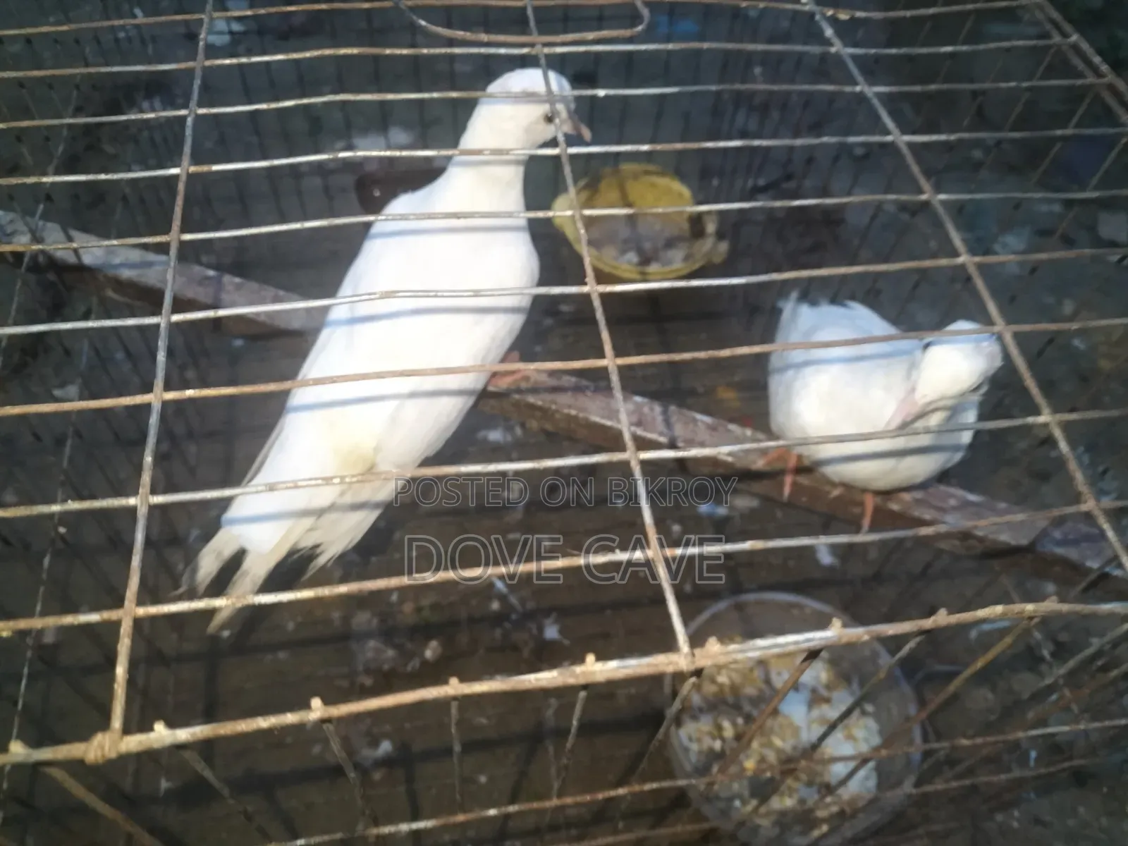 Australian white dove bird for sale