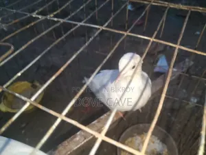 Australian white dove bird for sale
