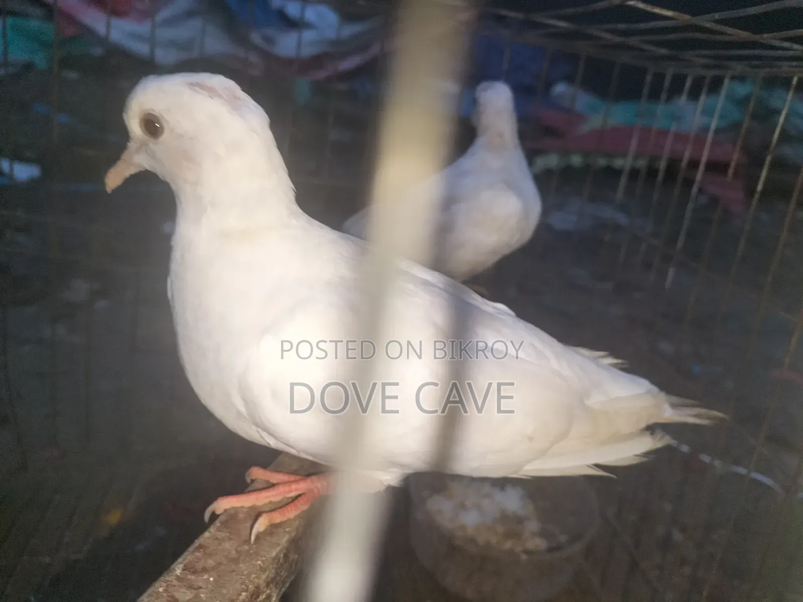 Australian white dove bird for sale