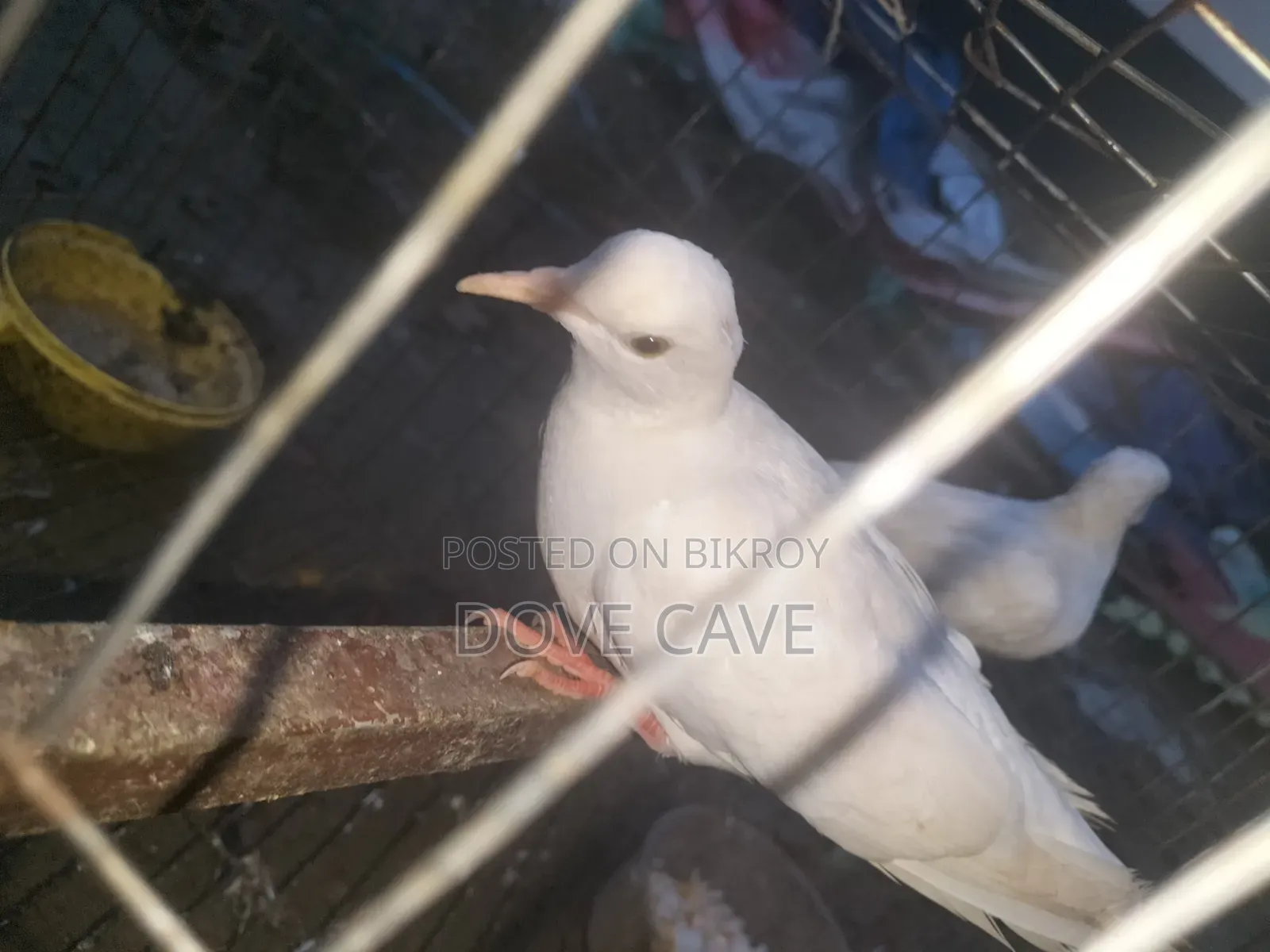 Australian white dove bird for sale