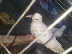 Australian white dove bird for sale