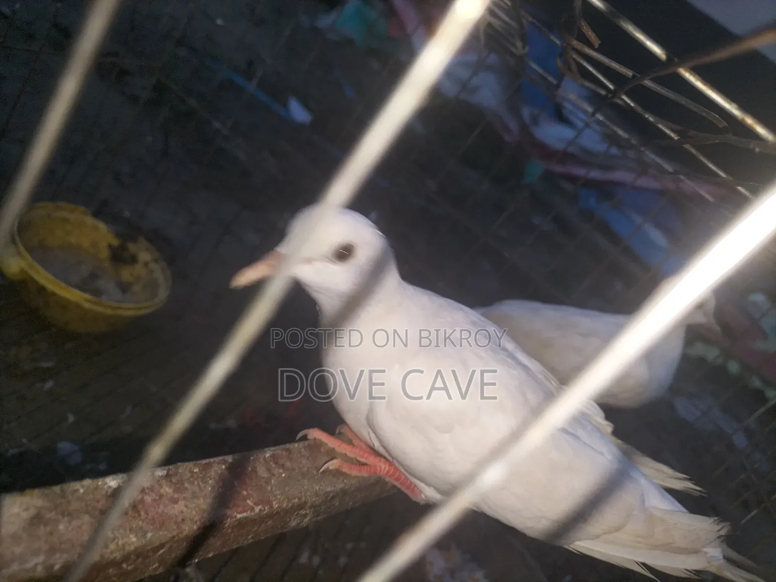 Australian white dove bird for sale