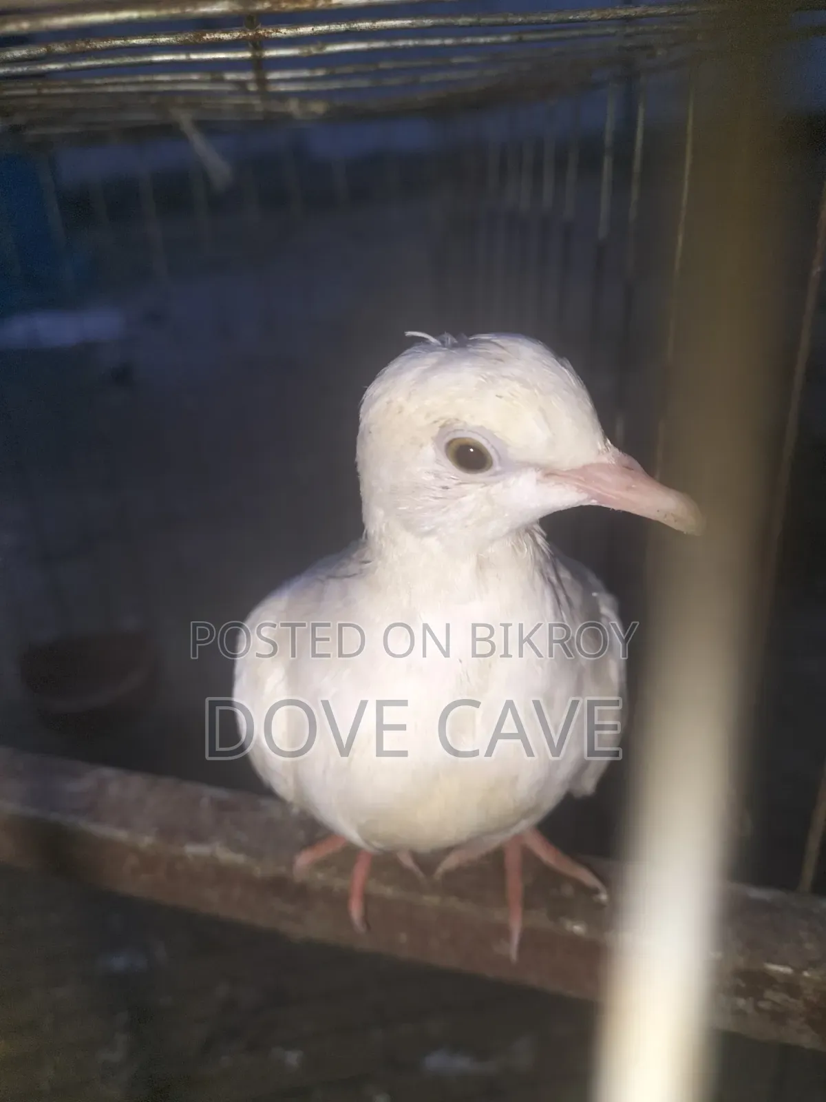 Australian white dove bird for sale