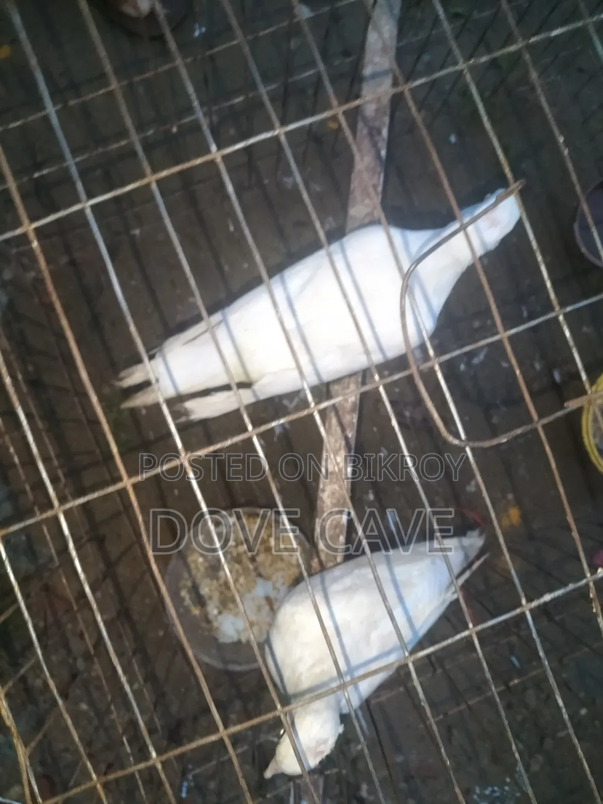 Australian white dove bird for sale