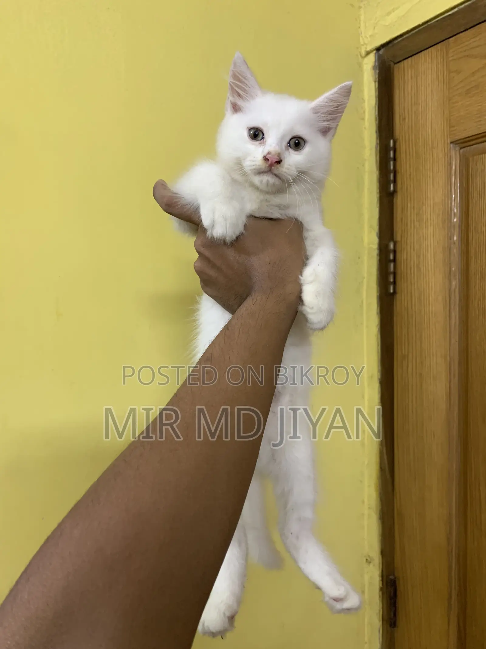 1-3 Months Female Purebred Persian