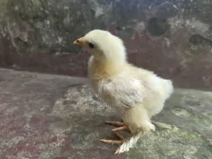 ব্রাহামা মুরগী বাচ্চা