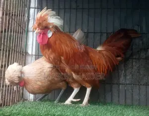 পোলিশ ক্যাপ জোড়া