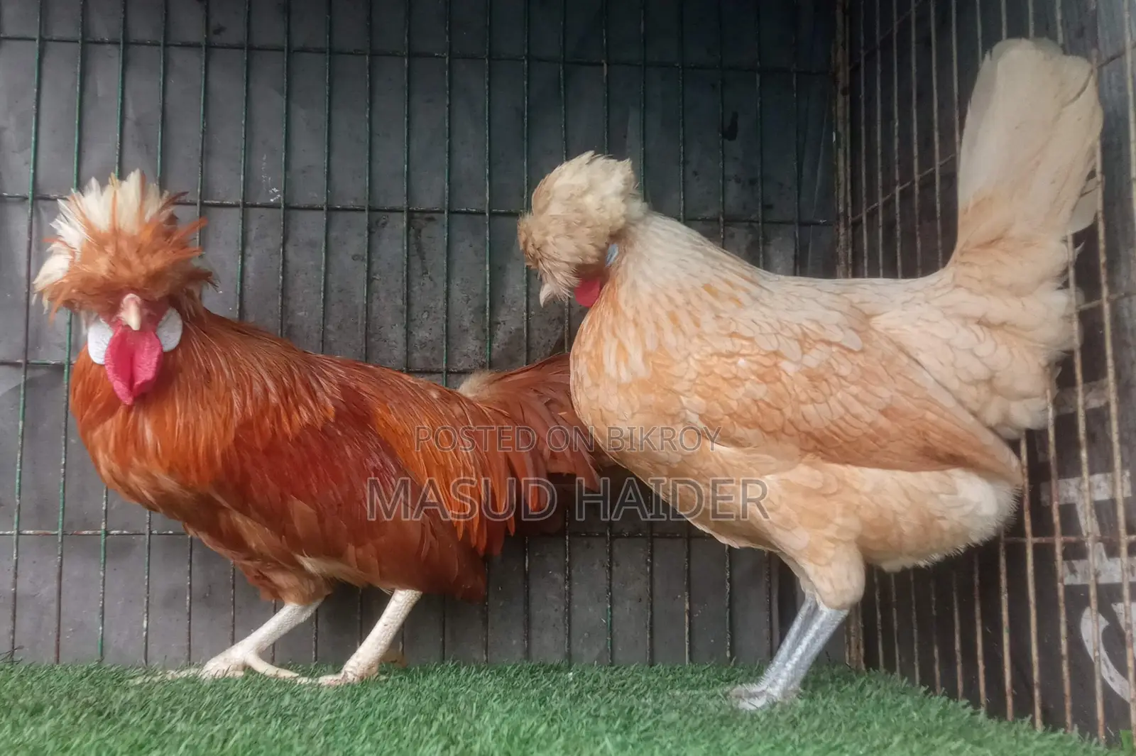 পোলিশ ক্যাপ জোড়া
