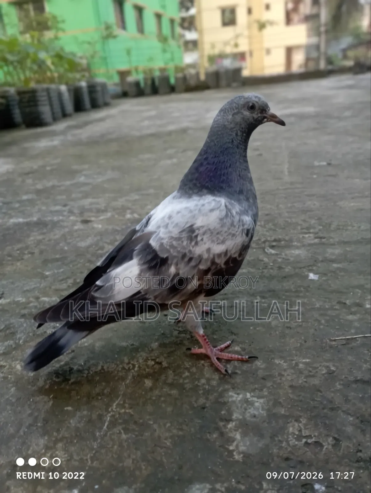 গিরিবাজ কবুতর