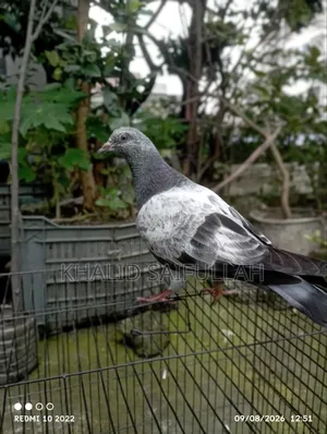 গিরিবাজ কবুতর