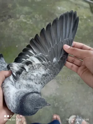গিরিবাজ কবুতর