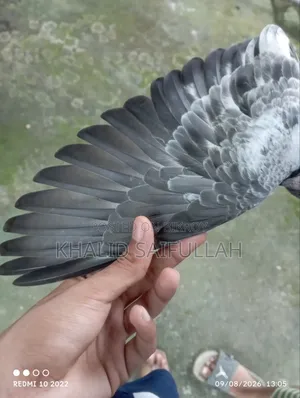 গিরিবাজ কবুতর