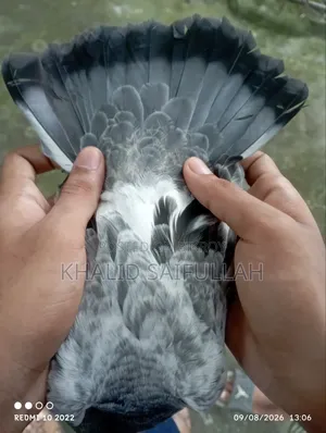 গিরিবাজ কবুতর