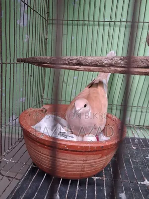 দুটি মেয়ে ঘুঘু