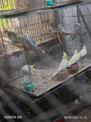 Low Price Cockatiel