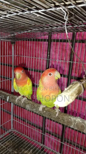 লাভবাড পাখি