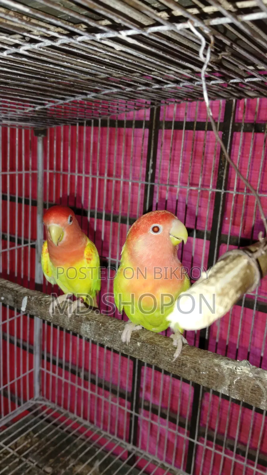 লাভবাড পাখি