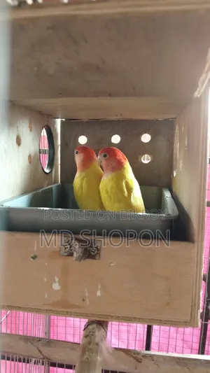 লাভবাড পাখি