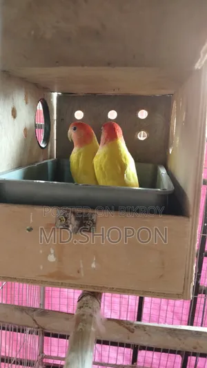 লাভবাড পাখি