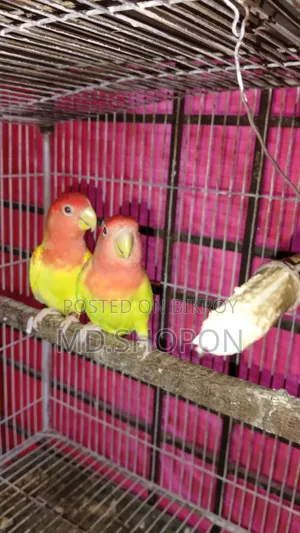 লাভবাড পাখি