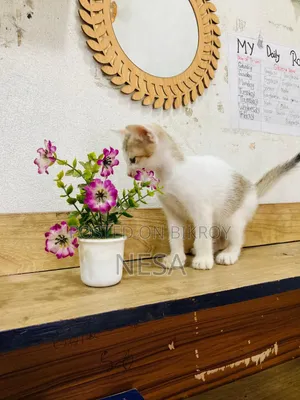 0-1 Month Female Mixed Breed Bengal
